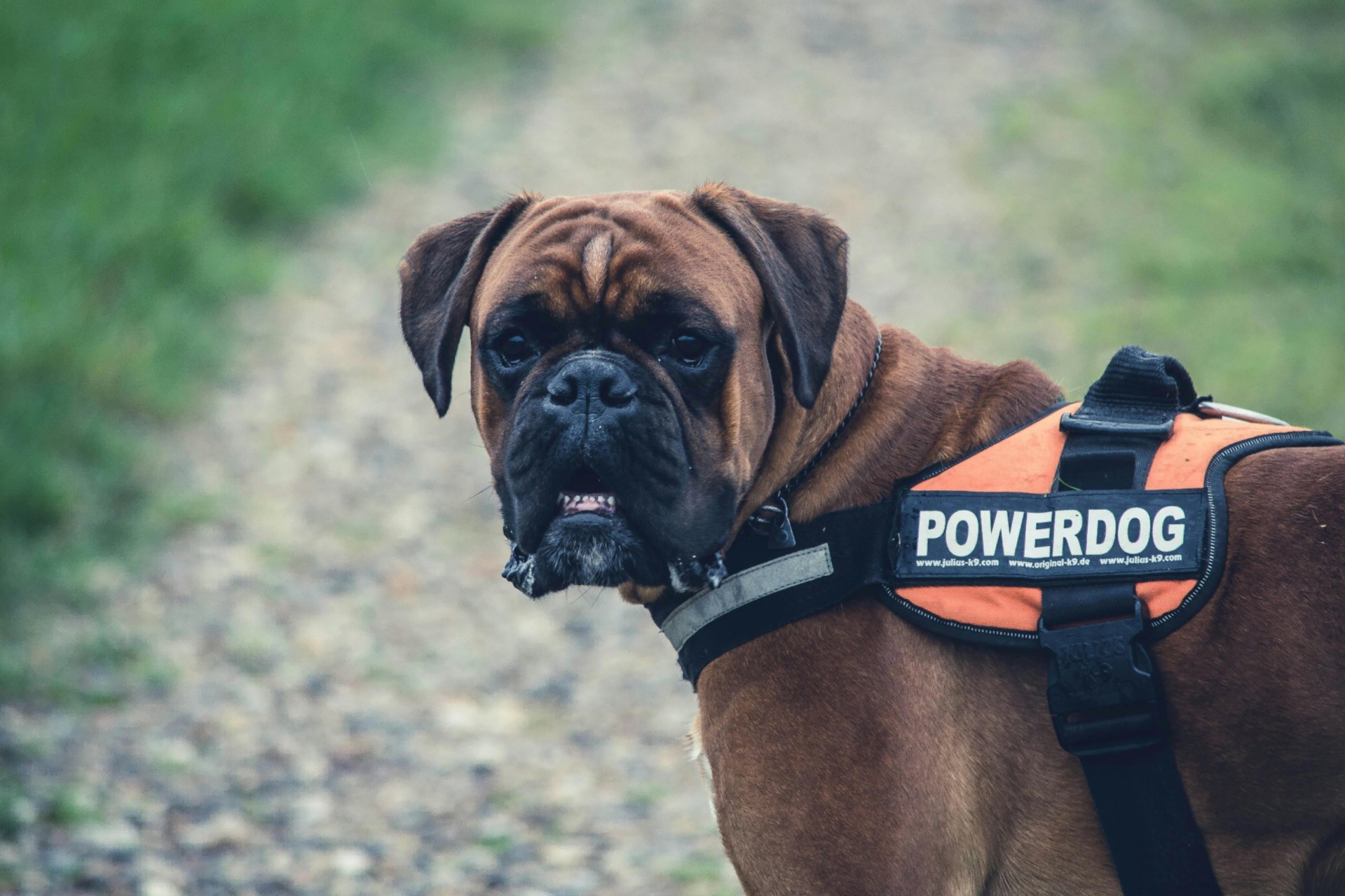 ESA vs service animal - both are valuable to people, as this dog demonstrates