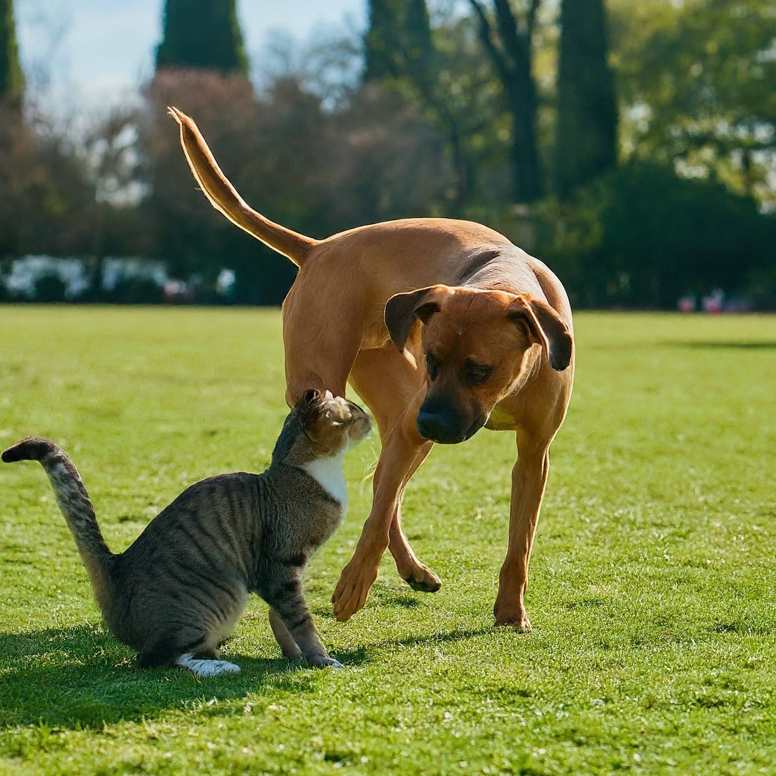 Dog and cat getting acquainted.