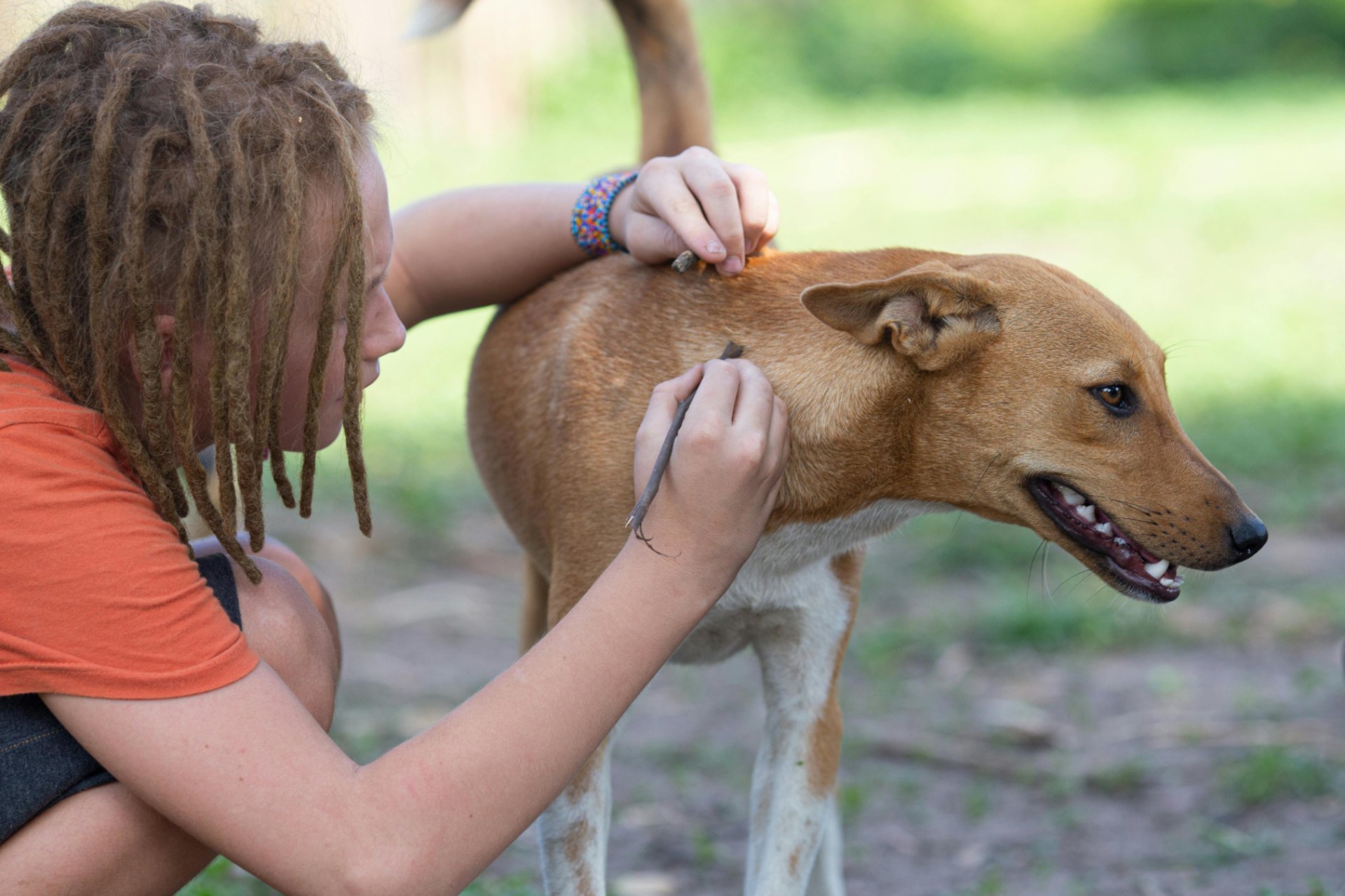 Child looking for a tick, wondering of the possibilities of Bartonella and hemangiosarcoma