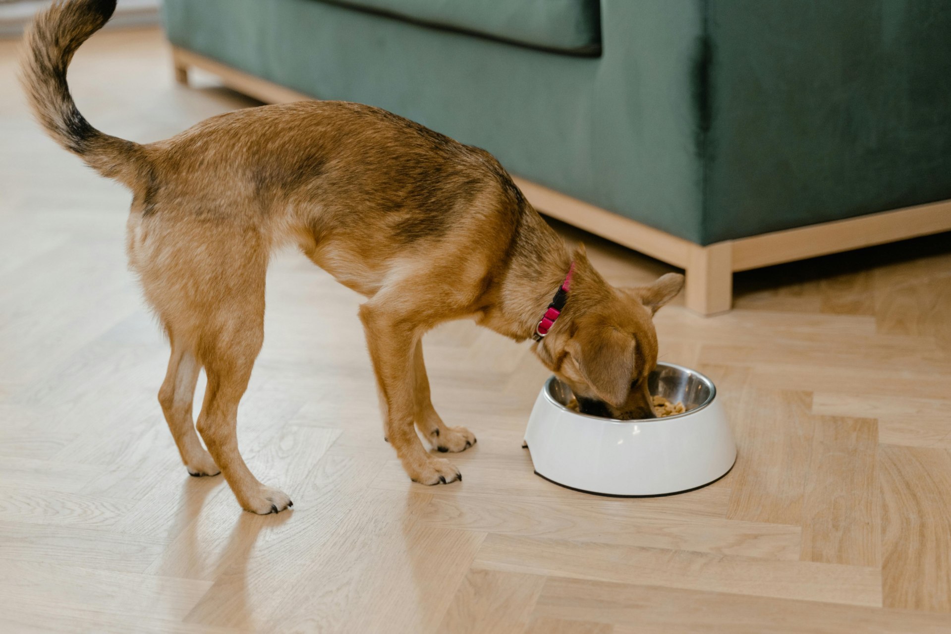 A dog eating the best dog food for him.