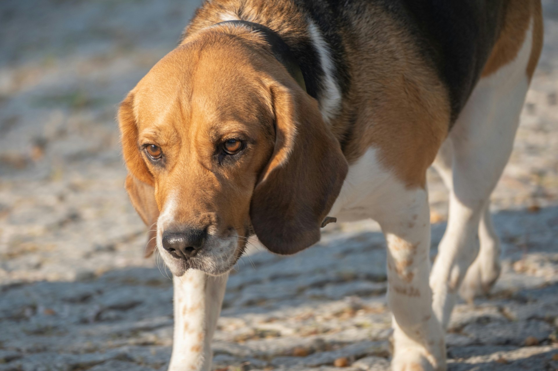 Dog not feeling well due to zinc deficiency