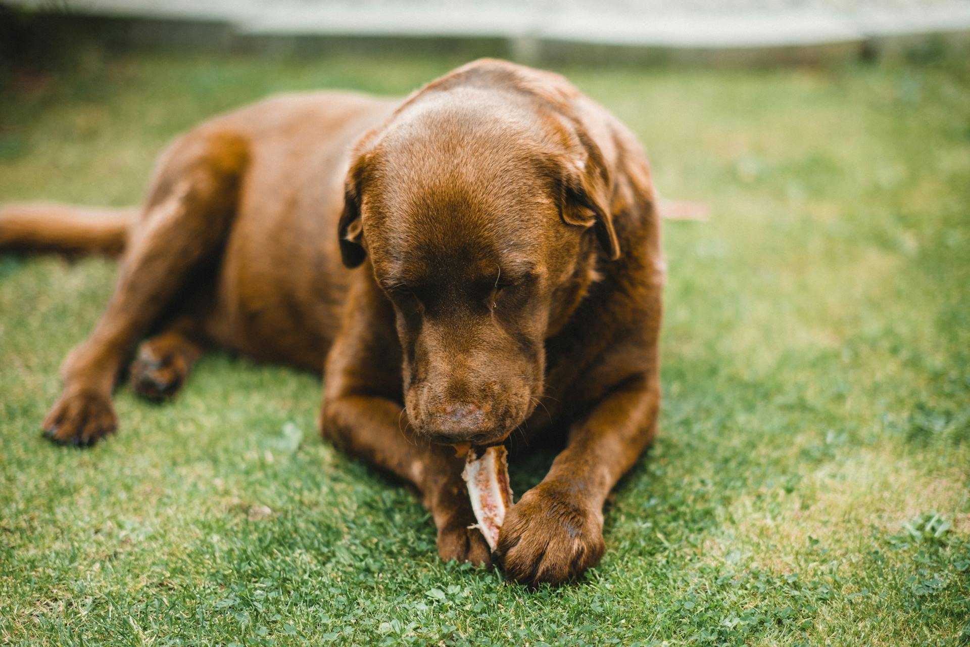Canine eating raw dog food