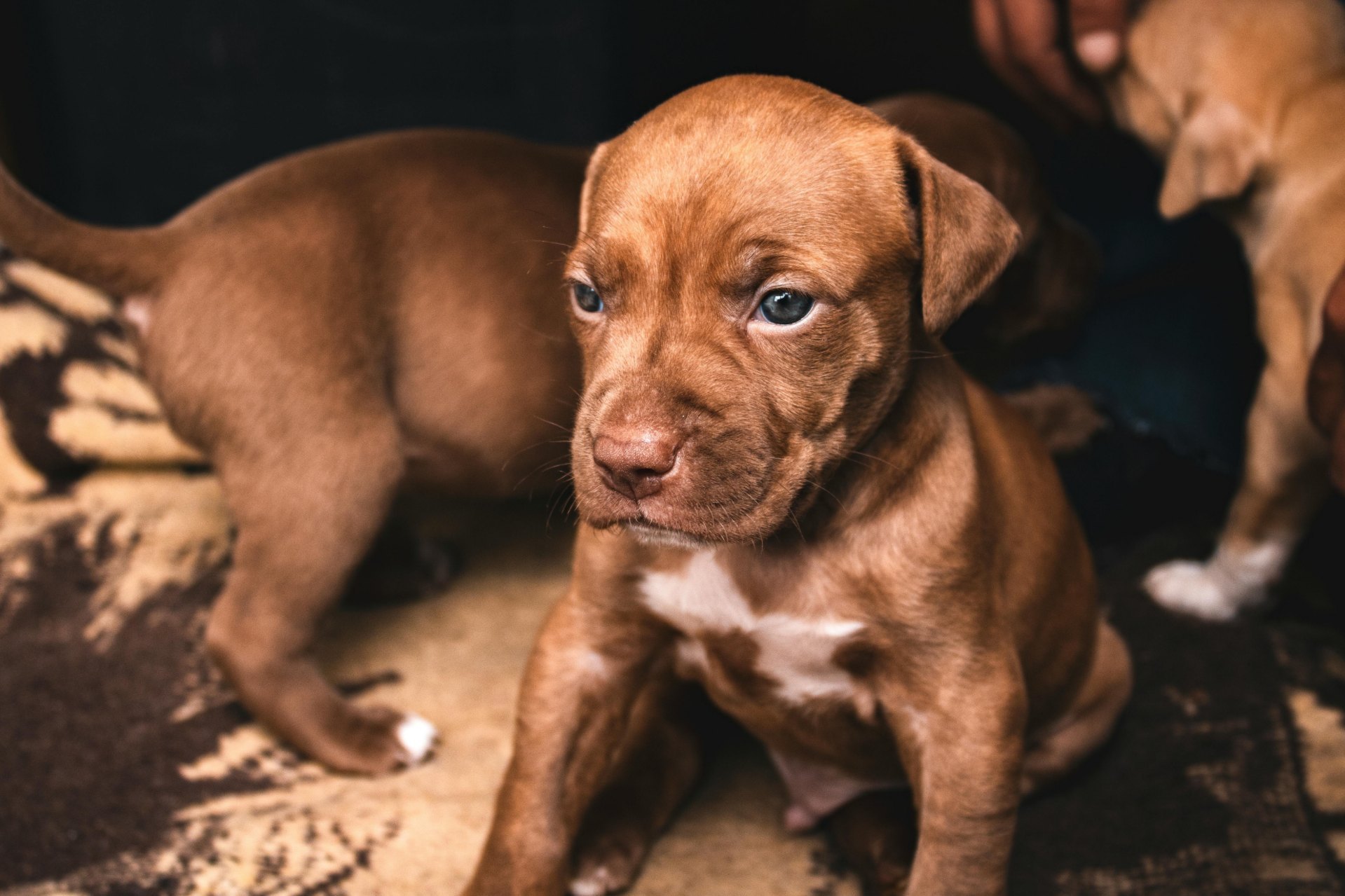 Overpopulated pit bull puppies showing an an effort to stop backyard breeders