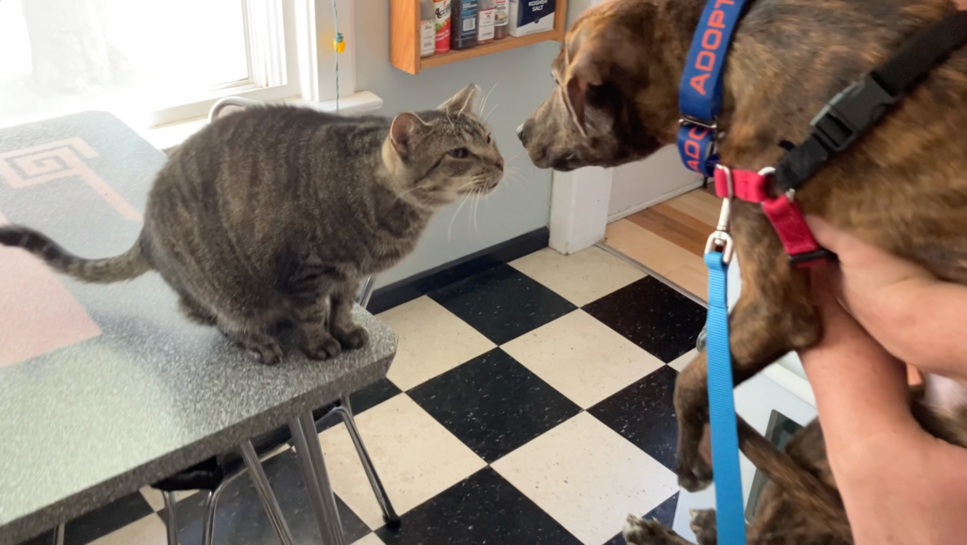 Pit bull and cat meeting