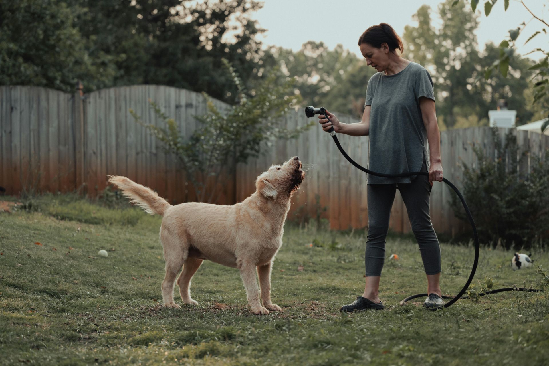A person teasing a dog, showing how teasing is bad for dogs