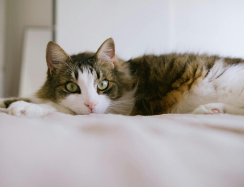 Can Cats See Spirits? Exploring the Unseen Connection