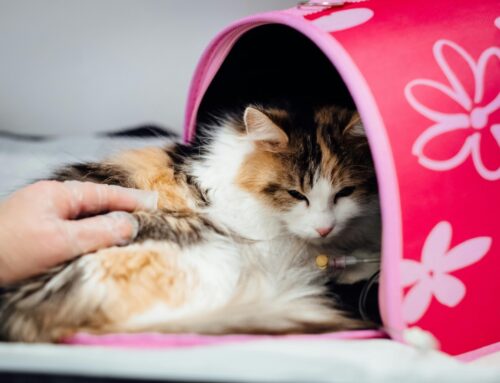 Common Cat Diseases: Symptoms, Causes, and Treatments
