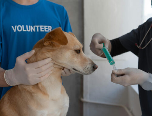 Becoming a Vet Tech: A Guide to Working With Animals