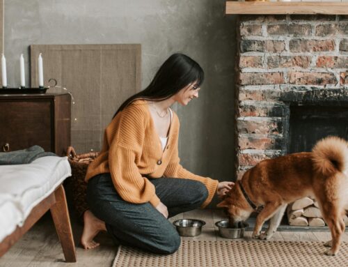 Rotation Diet for Dogs: Why Variety Matters