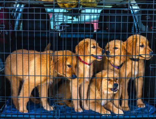 Pet Overpopulation: Buying from Breeders Is the Problem