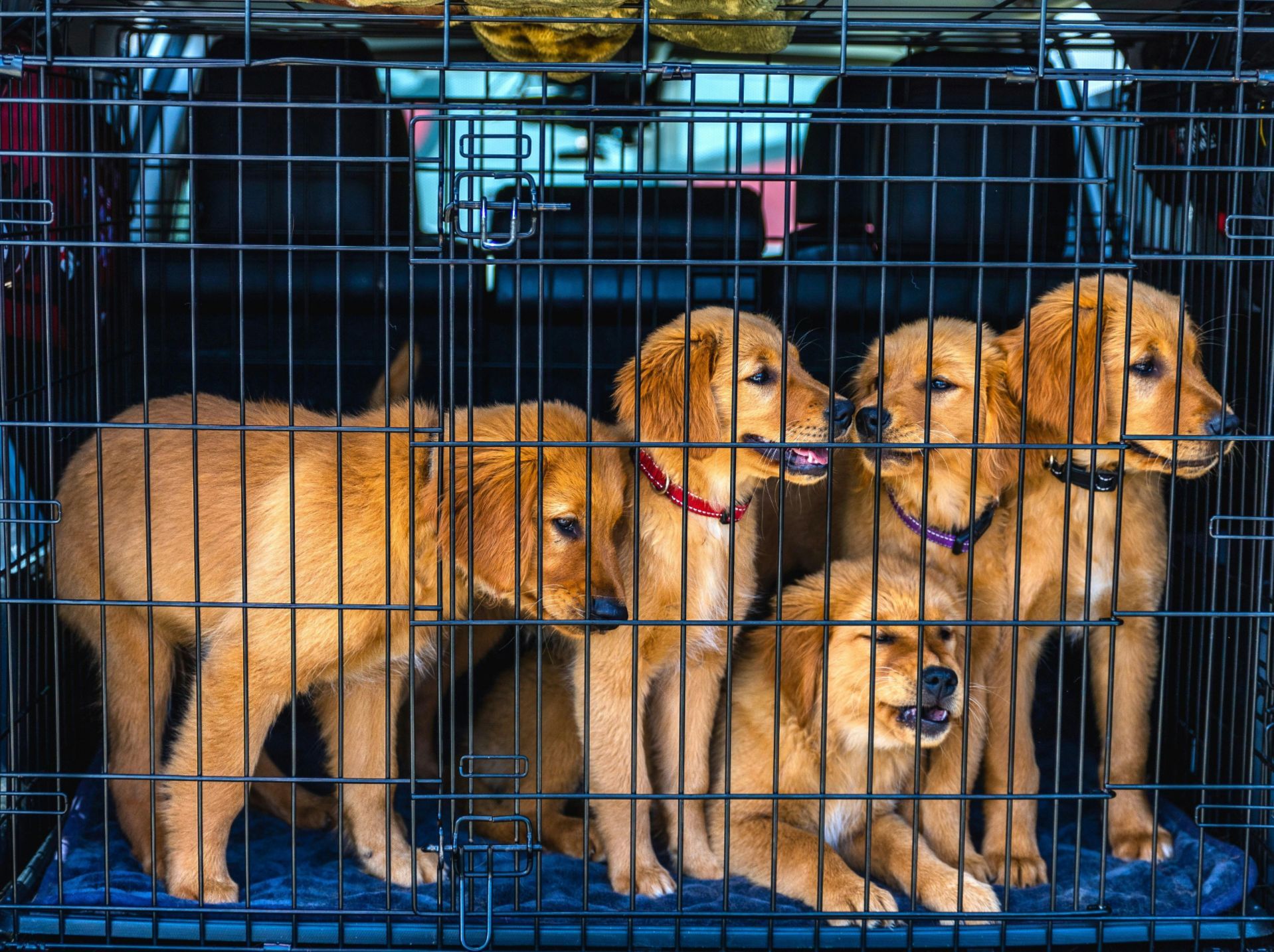 These breeder puppies add to the pet overpopulation crisis.