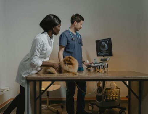 Spaying and Neutering Is Essential—Even If You Buy from a Breeder