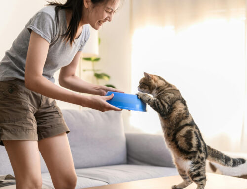 Cat Food: Why Felines Are Such Finicky Eaters