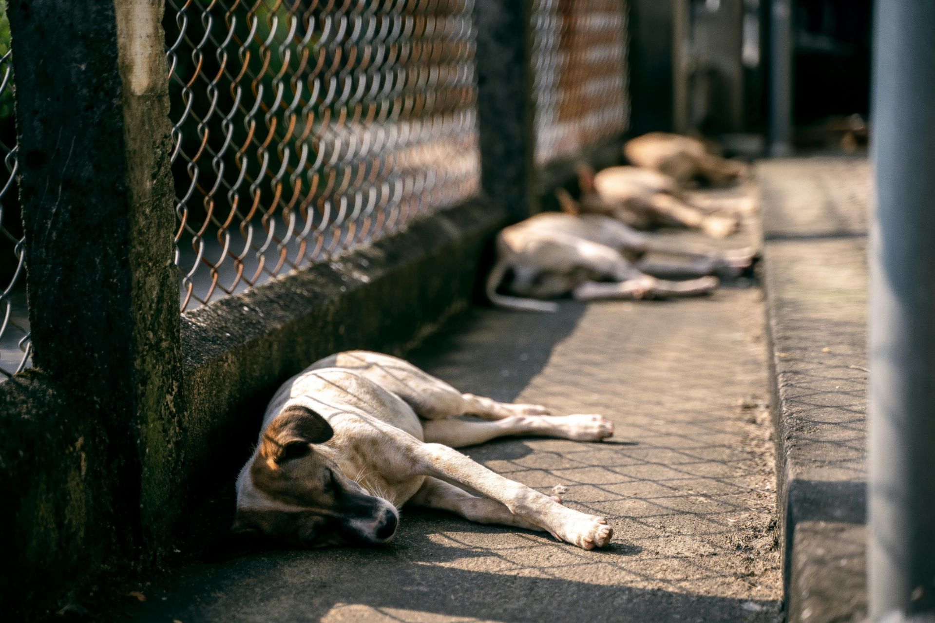 Improving animal welfare laws would help the homeless pet population