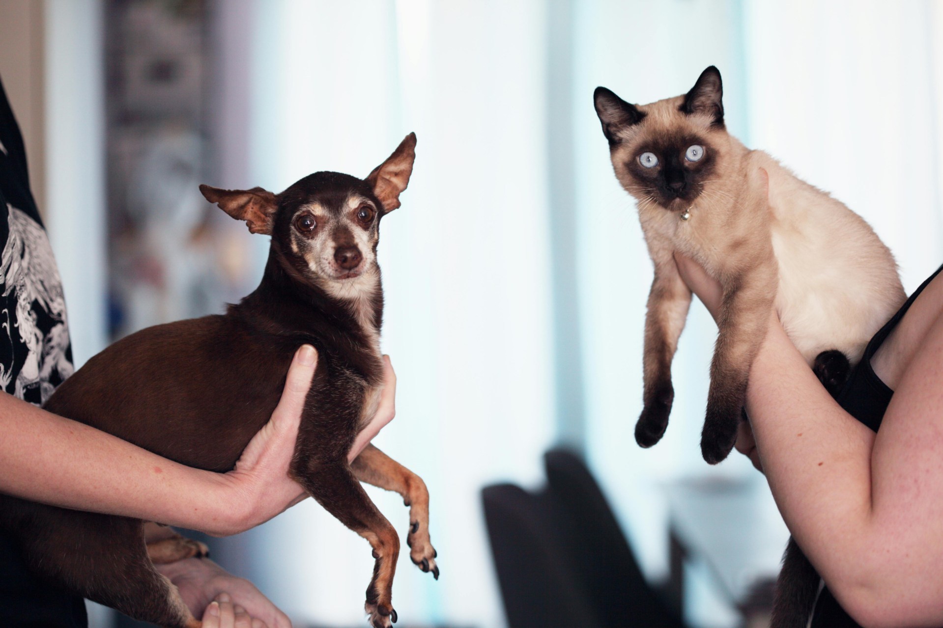 Cat vs. dog people is demonstrated in this photograph.