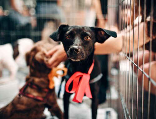 Strengthening Animal Welfare Laws: A Global Perspective