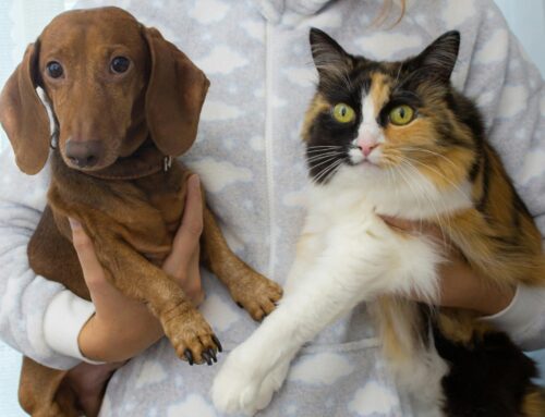 Pet Ownership: Understanding the Responsibilities