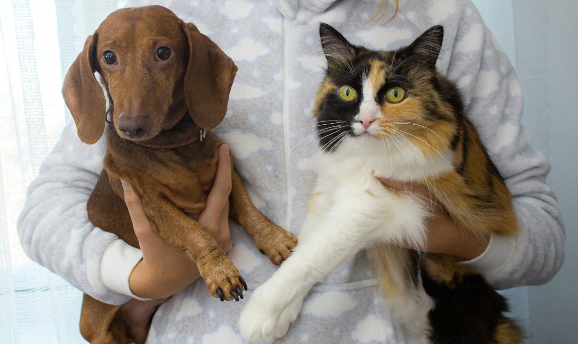 Pet ownership differs from dogs to cats, as well as other animal types.