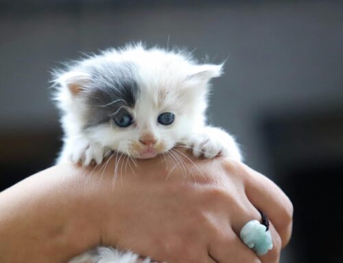 Getting a New Pet After Yours Passes: Understanding Grief