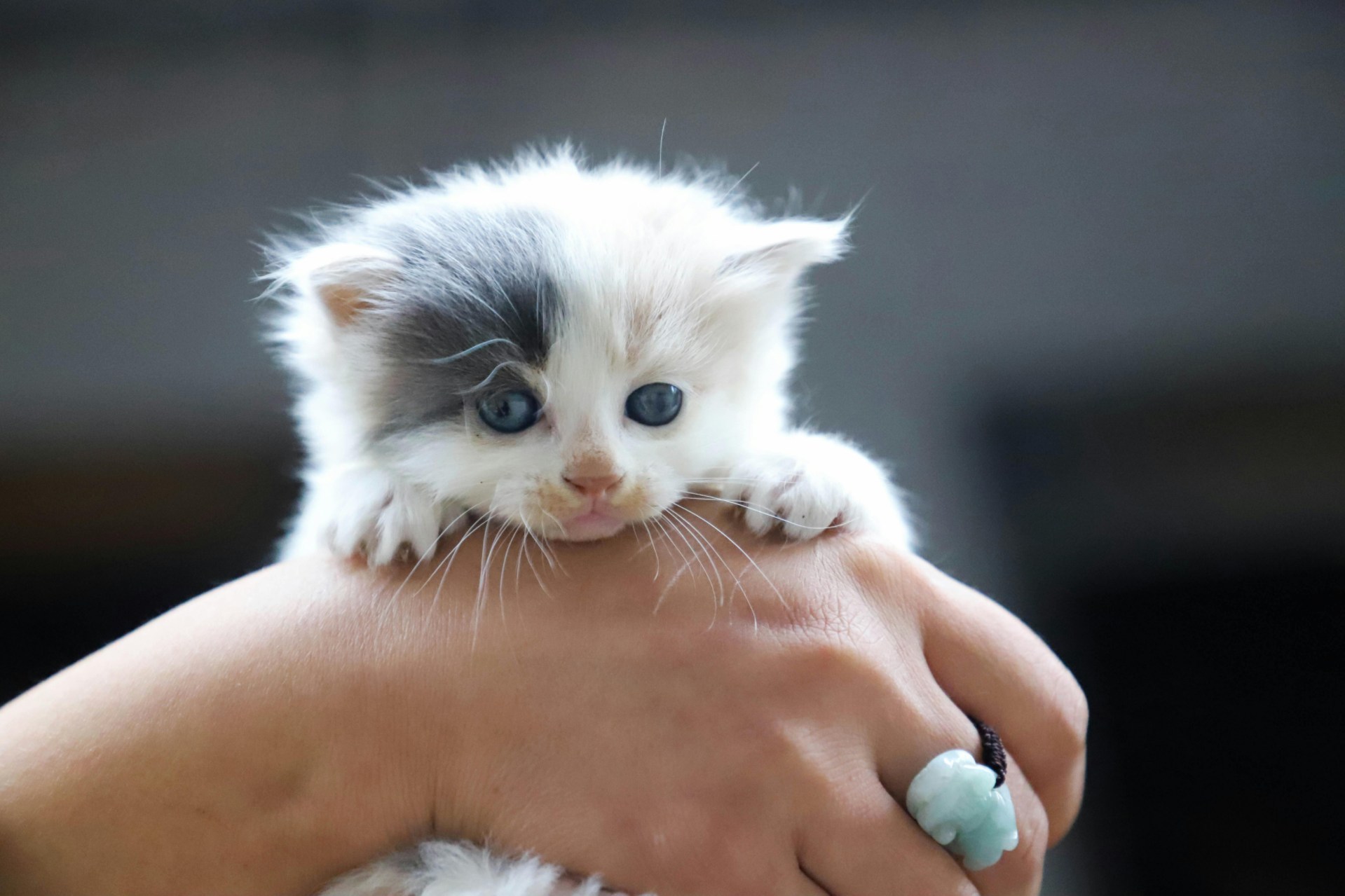 Getting a new pet after yours passes isn't always an easy decision - even when it's a cute kitten