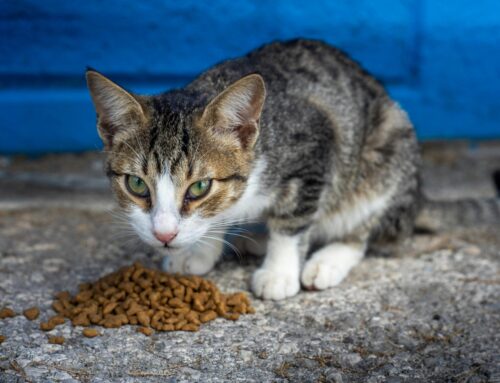 How Cats Chew and Digest: Keeping Them Healthy