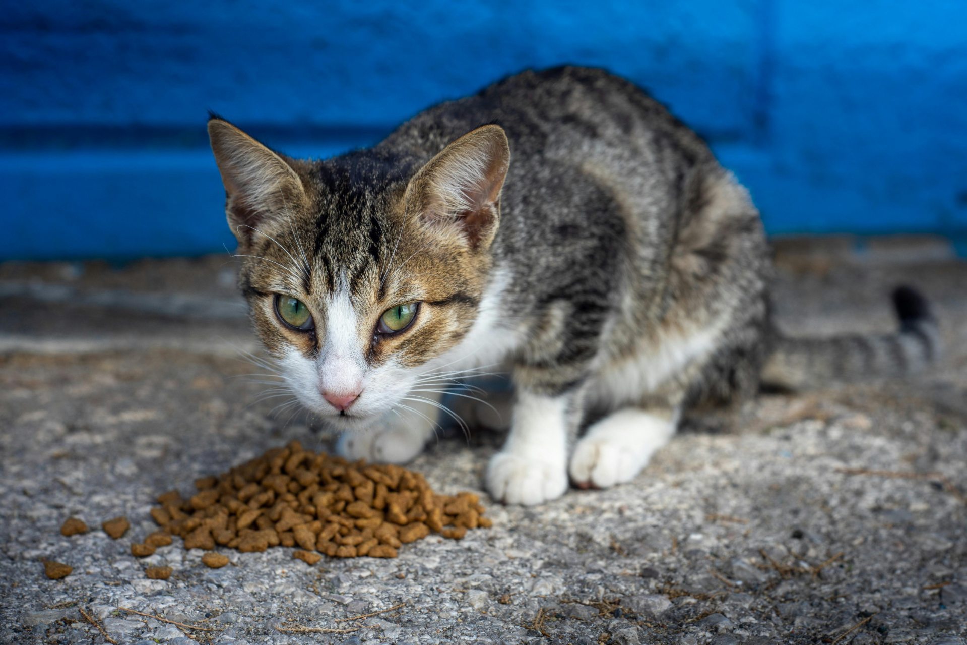 How cats chew and digest can help you understand how to keep them healthy. This cat is eating well